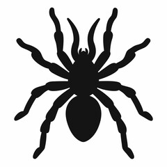 Sleek Tarantula Outline Illustration