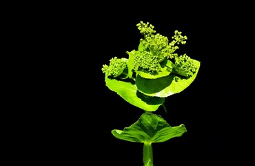 wild plants and flowers. medicinal flower photos.
