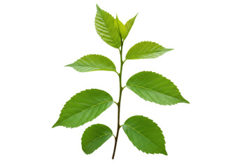 Obraz premium Green leafy branch isolated on transparent background