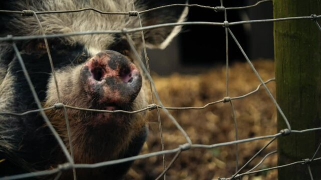 Pig looking through fence