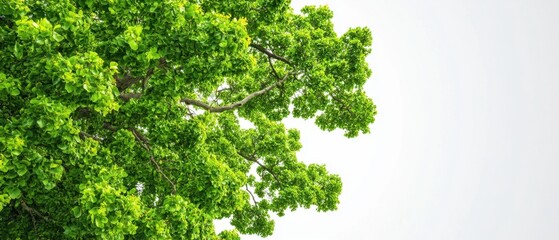 Obraz premium Lush green canopy of a tree against a bright white sky creating a serene and natural ambiance with fresh foliage and intricate branch structure from a low angle