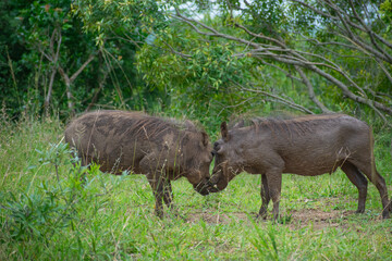 Two warthogs fighting in a field