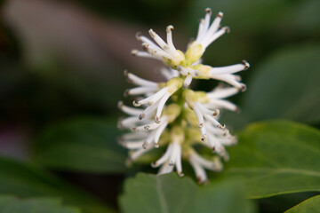 Japanese Pachysandra Flowers in Bloom. A small white flower on a branch in the garden, macro.