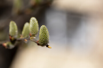 Willow branch with catkins near the river in sunny weather, willow - Easter symbol