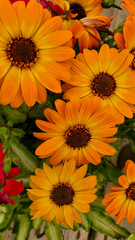 portrait 9 x 16  mobile wallpaper of orange Daisies, nature, springtime,smartphone, mobile, iPhone, Apple, Android, Samsung