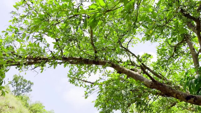 Ficus racemosa  tree and fruite