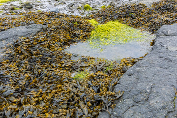 Coastal Rockpool with Spiral Wrack and Bright Green Gutweed Seaweeds