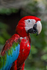 Close up head the red macaw parrot bird in garden