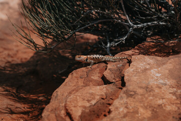 Lizard sunbathing on red sandstone in Bryce Canyon National Park, Utah