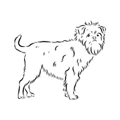 Affenpinscher dog black drawing vector, isolated face painting sketch line illustration sketch