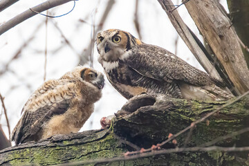 great horned owl (Bubo virginianus) baby