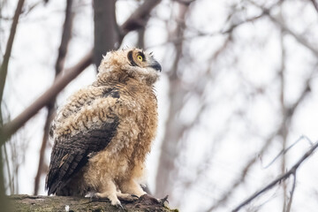 great horned owl (Bubo virginianus) baby