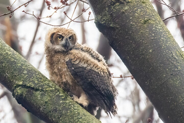 great horned owl (Bubo virginianus) baby
