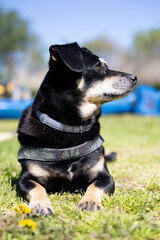 portret psa © workszop