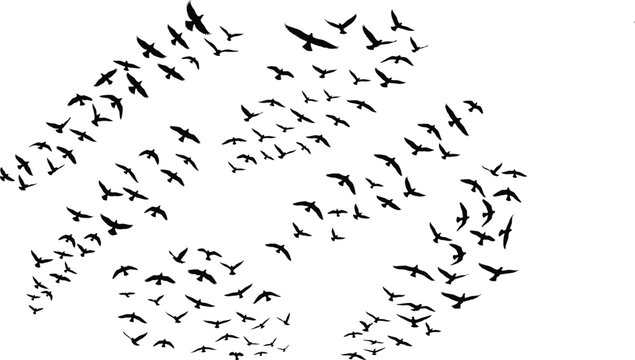 Flying Birds Silhouette PNG | Black Bird Flock Clipart | Minimal Vector Bird Overlay for Tattoos, Wall Art & Digital Design on transparent background .