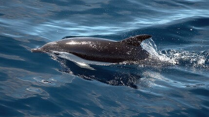 Obraz premium Dolphin Leaping in the Ocean