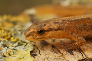 Closeup on a terrestrial Common European smooth newt, Lissotriton vulgaris vulgaris