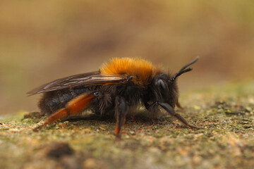 Closeup on a female Clarke's mining bee, Andrena clarkella, female on a piece of wood