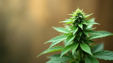 A vibrant green cannabis plant showcases its lush foliage and budding flowers against a softly blurred, earthy background, offering a detailed close-up view of its intricate details.