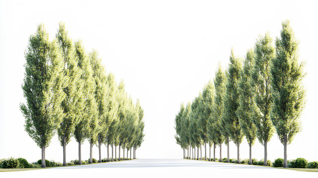 Set of Populus alba (commonly called silver poplar, silverleaf poplar, white poplar, abele) frontal set street trees isolated  on a white background 