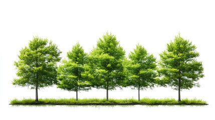 Set of Taxodium ascendens (also known as pond cypress) frontal set trees isolated on a white background 
