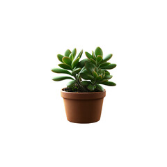 Fototapeta premium Cute small potted plant, black background, time-lapse photography of one shoot of cute baby Chinese in a terracotta pot with green leaves and flower petals on the transparent background 