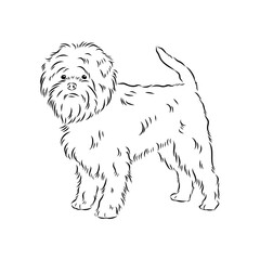 Affenpinscher dog black drawing vector, isolated face painting sketch line illustration sketch