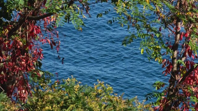 Trees with colourful - green, red and yellow - autumnal leaves and continuously changing disquiet blue sea surface for background. Slow motion wavy water on a sunny morning. Natural frame concept.