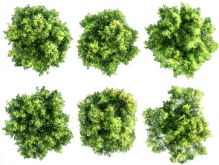 Obraz premium Aerial view of lush green trees showcasing diverse foliage and textures against a bright white background creating a serene and natural botanical scene