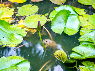 Brown frog swim in lotus pond 