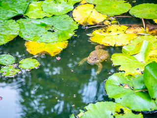Brown frog swim in lotus pond 