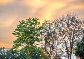 Green tree in park with evening sky for background