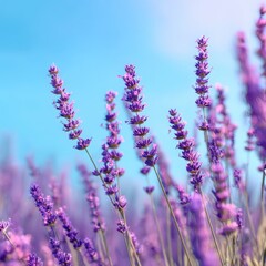 Obraz premium Lavender flowers against blue sky 