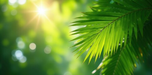 Obraz premium Lush green palm fronds, sunlight dappled canopy, tropical, vibrant, vegetation