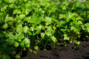 Young spring parsley growing in the garden. Selective focus.