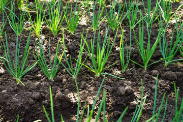 Young green onions on the bed. Growing greens in the garden. Healthy lifestyle. Spring onions growing in the ground.