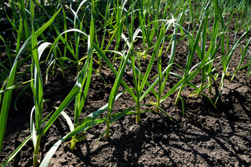   Bed of young garlic shoots. Organic garden. Concept of agriculture and growing natural products.          