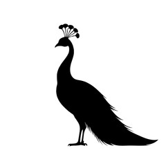 Fototapeta premium Standing peacock silhouette vector illustration 