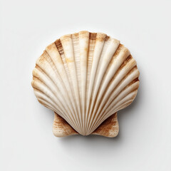 Obraz premium Ocean's Gem: Exquisite seashell showcasing intricate textures and natural beauty, capturing the essence of coastal tranquility.