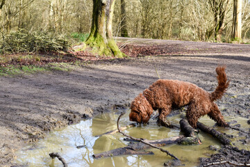 Dog drinking water from a puddle outside in the woods during a walk