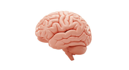 Isolated Human Brain Anatomical Model