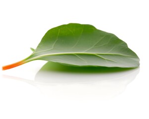 Obraz premium Single leaf with green and red stem, against a white backdrop