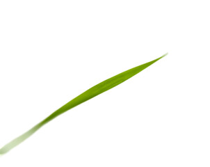 Fototapeta premium A Captivating Close-Up, Curved Blade of Vibrant Green Grass Against a Plain White Canvas, Ideal for Illustrative and Symbolic Representations of Nature and Simplicity