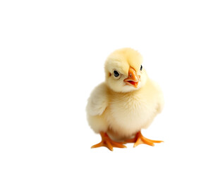 A Charming Portrait of a Newly Hatched Chick, Still Damp, Fluffy, and Curious with its Tiny Beak, Symbolizing New Beginnings and the Wonder of Nature