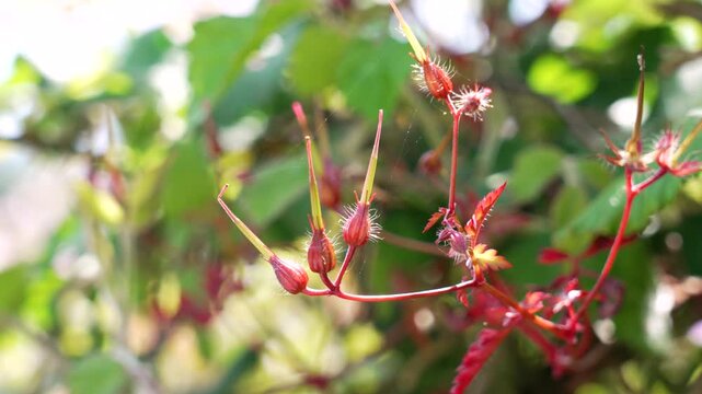 Herb-robert plant in bloom. Peak-shaped inflorescences with reddish stems. Geranium robertianum