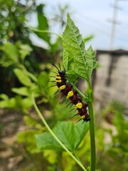Colorful Spiny Caterpillar on Green Leaf in Natural Garden