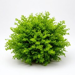 Fototapeta premium Green bush plant close up shot on white background
