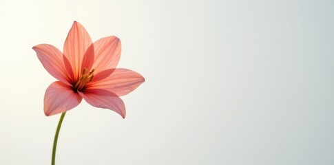 Obraz premium A single flower against a soft white background, pure, solo, gentle
