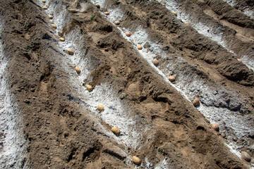 Potatoes planted in neat furrows