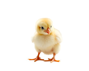 Obraz premium Adorable newborn chick, A close-up of a freshly hatched bird, still damp and fluffy, showcasing the delicate features of the young creature, highlighting innocence and new beginnings
